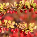 10 krūmų, kurių niekada neturėtumėte sodinti savo kieme 10-krumu-kuriu-niekada-neturetumete-sodinti-savo-kieme.webp.webp