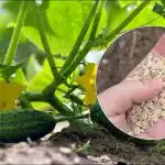 Agurkai augs šuoliais: sodinant į duobutę reikia įpilti šaukštą antpilo
