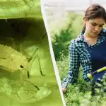 Amarai net nepriartės: pigiausia ir veiksmingiausia liaudiška priemonė nuo kenkėjų