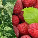 Avietės duos dvigubai daugiau: ką svarbu daryti žydėjimo metu