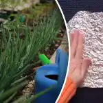 Balandžiai ir pelės bijo kaip ugnies – pigus būdas apsaugoti