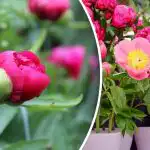 Bijūnai klaidų neatleidžia: ką reikia padaryti balandžio mėnesį