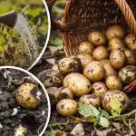 Chruščiovas nebelies bulvių: nebrangus apsaugos būdas naudojant liaudies gynimo priemones Chruščiovas nebelies bulvių: nebrangus apsaugos būdas naudojant liaudies gynimo priemones