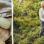 Cukinijų derlius bus 5 kartus gausesnis: štai ką reikia sodinti