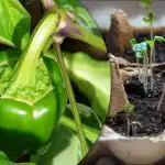 Daigai išdygs per 24 valandas: paprastas būdas auginti stiprias paprikas Daigai išdygs per 24 valandas: paprastas būdas auginti stiprias paprikas