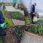 Didžiųjų tulpių paslaptis: ką būtinai reikia padaryti pavasarį