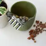 Ekspertai paneigė populiarų mitą: akmenys vazono apačioje gali nužudyti augalus