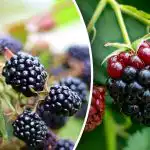 Gervuogės pabus ir apdovanos jus derliumi: paprastas pavasario gyvenimo hack