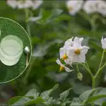 Iš šimto kvadratinių metrų – tona bulvių: atskleistas gudrus sodinimo