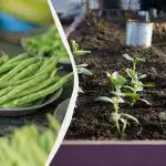 Įvardinti geriausi pupų „kaimynai“: 11 daržovių, kurias galima sodinti šalia