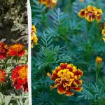 Jos gausiai žydės gegužės mėnesį: kada sėti medetkas daigams ir