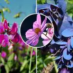 Ką sodinti balandžio mėnesį: septynios gėlės, kurios pavers jūsų sodą