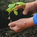 Kada ir ką sodinti sode: liaudies ženklai apie orą ir