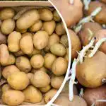 Kaip daiginti bulves sodinimui: kas geriau – šviesa ar tamsa