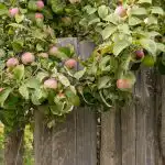 Kaip padidinti obuolių derlių: sodininkai įvardijo 8 augalus, kuriuos reikia