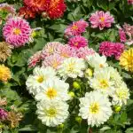 Kaip sodinti jurginus: ekspertai davė svarbių patarimų, be kurių nebus