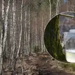 Kaip tinkamai rinkti beržų sulą: pagrindinės gudrybės, kurias turėtų žinoti