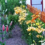 Kokie augalai neša nelaimę, atima jėgas ir sveikatą: jų nereikėtų sodinti prie savo namų kokie-augalai-nesa-nelaime-atima-jegas-ir-sveikata-ju-nereiketu.webp.webp