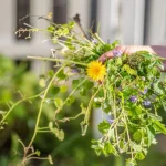 Kokie dekoratyviniai augalai naikina piktžoles: šios gėlės ir krūmai jums tiks kokie-dekoratyviniai-augalai-naikina-piktzoles-sios-geles-ir-krumai-jums.webp.webp