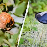 Moniliozė kankino, kol neišbandėme šio metodo: po 2 litrus medžiui