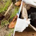 Nė viena musė nenusileis ant jūsų svogūno: kaip jį patręšti