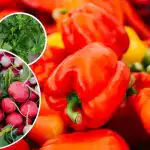 Nebus nei kenkėjų, nei piktžolių – ką sodinti prie pipirų Nebus nei kenkėjų, nei piktžolių – ką sodinti prie pipirų