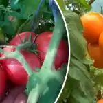 Neduokite progos vėlyvajam pūtimui: kaip iš anksto išsaugoti pomidorų derlių