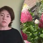 Neskubėkite su trąšomis: kada šerti hortenzijas, kad neprarastumėte žydėjimo