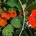 Pagrindinis šliužų priešas: gėlė, kuri išvalo sodą nuo kenkėjų