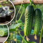 Pamirškite karčius agurkus: ekspertas įvardijo paprastą saldaus derliaus taisyklę Pamirškite karčius agurkus: ekspertas įvardijo paprastą saldaus derliaus taisyklę