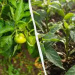 Patyrę sodininkai į duobutę sodina tik dvi paprikas: kokie šio