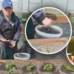 Pavasarį po kiekvienu krūmu: kaip maitinti braškes saldžioms ir didelėms