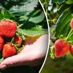 Pavasarinio braškių sodinimo paslaptis: kaip pirmą kartą gauti gausų derlių