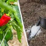 Pipirai įsišaknys greičiau nei po savaitės: kokiomis trąšomis į duobutę įberti Pipirai įsišaknys greičiau nei po savaitės: kokiomis trąšomis į duobutę