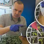 Pirmasis pomidorų laistymas po persodinimo: ką įpilti į vandenį, kad