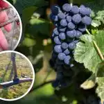 Prasidėjo „vynmedžio verksmas“: kaip gydyti vynuoges nuo ligų ir šalnų