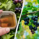 Prieš Velykas serbentus reikia patręšti pirmą kartą: vėliau tai neveiks