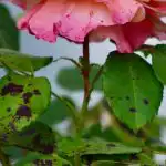 Rožės nenukentės nuo juodosios dėmės, jei šalia pasodinsite vieną gėlę: