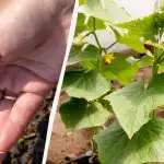 Sėkite agurkus atvirame lauke: derlingiausios 2026 m. dienos pagal mėnulio