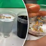 Sėklų paruošimas prieš sėją: ką reikia žinoti