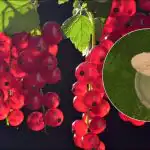 Serbentai bus vyšnių dydžio: ką dėti po krūmu balandžio-gegužės mėnesiais