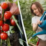 Ši klaida „nužudo“ pomidorų daigus: kiek jam reikia vandens ir