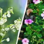 Šie 7 daugiamečiai augalai atrodo gražiai, bet jūs negalite jų