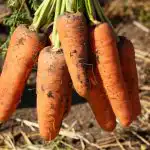 Šios morkų veislės yra geriausios Ukrainoje: produktyvios, nepretenzingos ir saldžios kaip medus Šios morkų veislės yra geriausios Ukrainoje: produktyvios, nepretenzingos ir saldžios