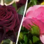 Šios rožės papuoš bet kurį sodą: 5 gražiausių ir nepretenzingiausių