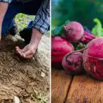 Sodininkai tai įkiša į duobutę sodindami burokėlius: jie užauga dideli