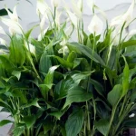 spathiphyllum-klestes-daugeli-metu-sodininkai-pasakojo-kaip-auginti.webp.webp