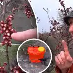 Svarbu nepraleisti akimirkos: kada gydyti kaulavaisius nuo moniliozės