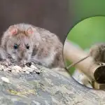 Taps magnetu visiems graužikams: ko nedėti į sodą pavasarį