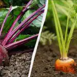 Tik 6 balandžio dienos tinkamos morkoms ir burokėliams sodinti: tikslus sėjos kalendorius 2026 m. Tik 6 balandžio dienos tinkamos morkoms ir burokėliams sodinti: tikslus